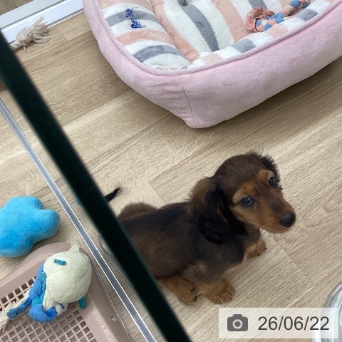 ミニチュア・ダックスフンドの写真