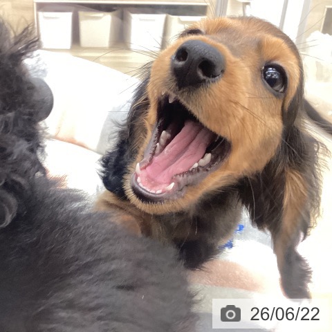 ミニチュア・ダックスフンドの写真