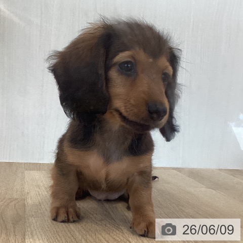 ミニチュア・ダックスフンドの写真