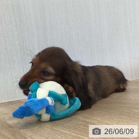 ミニチュア・ダックスフンドの写真