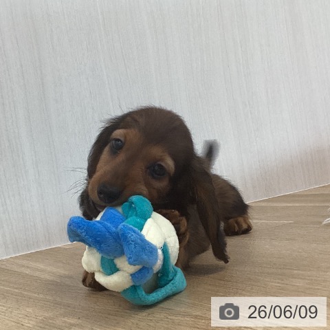 ミニチュア・ダックスフンドの写真