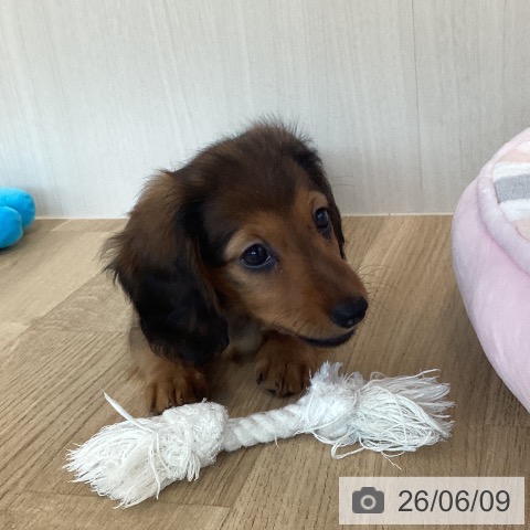 福岡県のミニチュアダックスフンド(ロング) (ペットプラス ららぽーと福岡店/2026年4月8日生まれ/女の子/レッド)の子犬の3枚目の画像