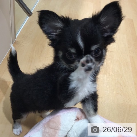 熊本県のチワワ(ロング) (ペットプラス 熊本店/2026年4月6日生まれ/女の子/ブラックタンホワイト)の子犬の3枚目の画像