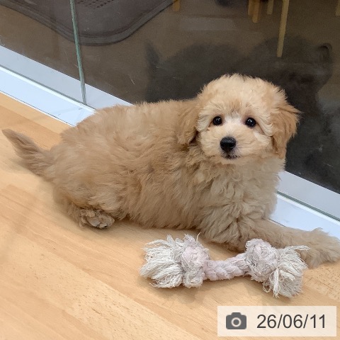 熊本県のトイプードル(トイ) (ペットプラス 熊本店/2026年4月4日生まれ/男の子/クリーム)の子犬の3枚目の画像