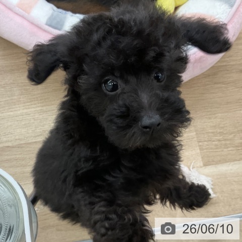 福岡県のトイプードル(トイ) (ペットプラス 春日店/2026年4月4日生まれ/女の子/ブラック)の子犬の4枚目の画像