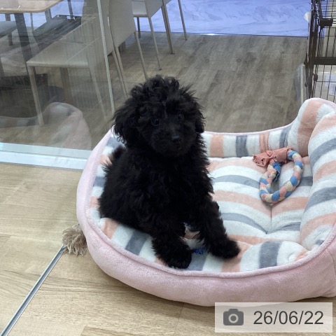 福岡県のトイプードル(トイ) (ペットプラス 春日店/2026年4月4日生まれ/女の子/ブラック)の子犬の4枚目の画像
