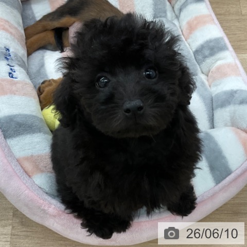 福岡県のトイプードル(トイ) (ペットプラス 春日店/2026年4月4日生まれ/女の子/ブラック)の子犬の3枚目の画像