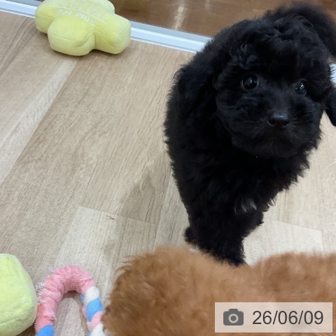 福岡県のトイプードル(トイ) (ペットプラス 八幡東店/2026年4月4日生まれ/女の子/ブラック)の子犬の4枚目の画像