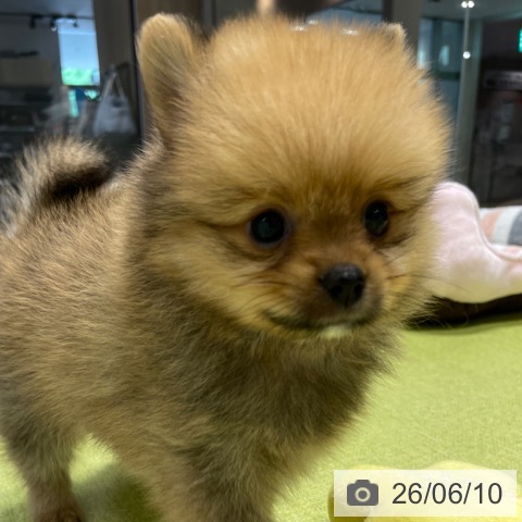 福岡県のポメラニアン (ペットプラス MARK IS 福岡ももち店/2026年4月9日生まれ/男の子/オレンジ)の子犬の4枚目の画像