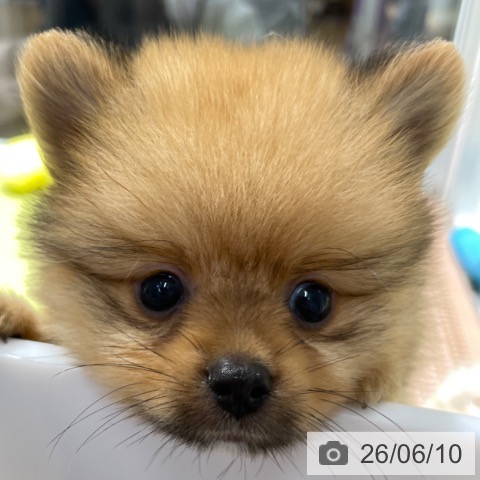 福岡県のポメラニアン (ペットプラス MARK IS 福岡ももち店/2026年4月9日生まれ/男の子/オレンジ)の子犬の3枚目の画像