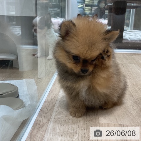 ポメラニアンの写真