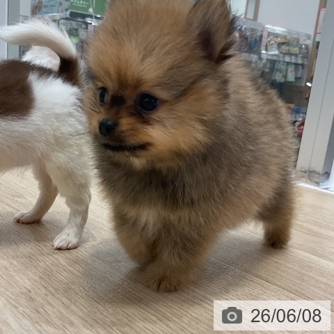 ポメラニアンの写真