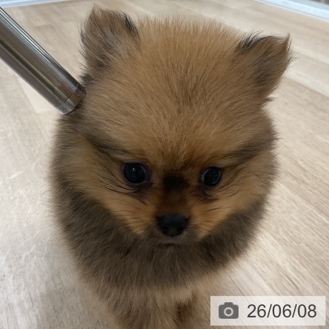ポメラニアンの写真