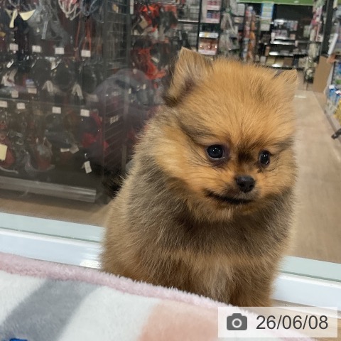 ポメラニアンの写真