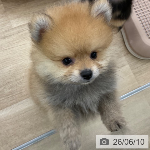 福岡県のポメラニアン (ペットプラス 春日店/2026年4月8日生まれ/男の子/オレンジ)の子犬の4枚目の画像