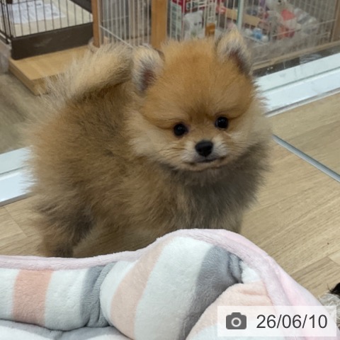 福岡県のポメラニアン (ペットプラス 春日店/2026年4月8日生まれ/男の子/オレンジ)の子犬の3枚目の画像