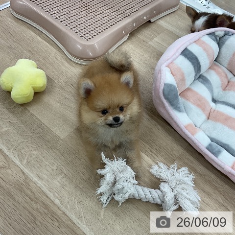 福岡県のポメラニアン (ペットプラス 八幡東店/2026年4月8日生まれ/男の子/オレンジ)の子犬の4枚目の画像