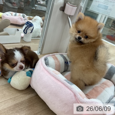 福岡県のポメラニアン (ペットプラス 八幡東店/2026年4月8日生まれ/男の子/オレンジ)の子犬の3枚目の画像