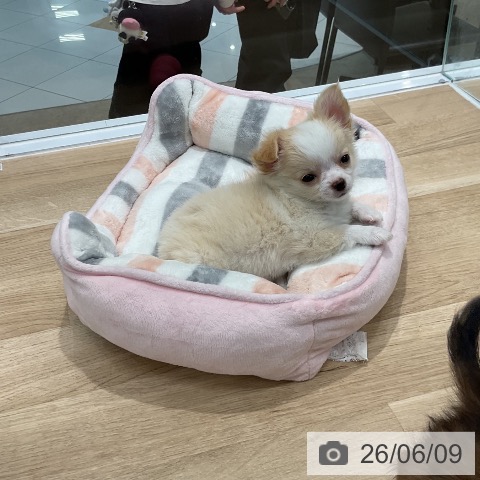 福岡県のチワワ(ロング) (ペットプラス 八幡東店/2026年4月8日生まれ/女の子/クリーム)の子犬の4枚目の画像