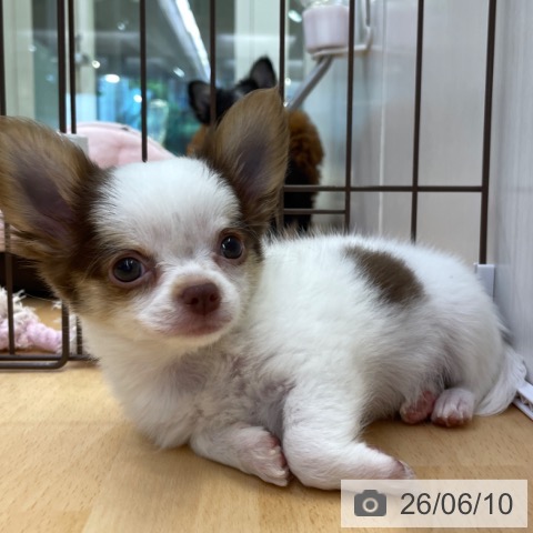福岡県のチワワ(ロング) (ペットプラス MARK IS 福岡ももち店/2026年4月8日生まれ/女の子/ホワイトチョコレート)の子犬の3枚目の画像