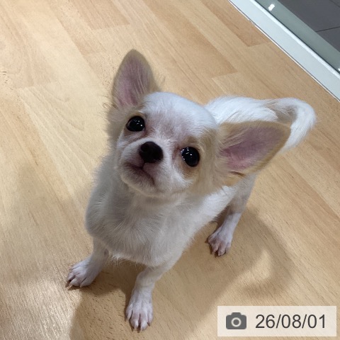 チワワの写真