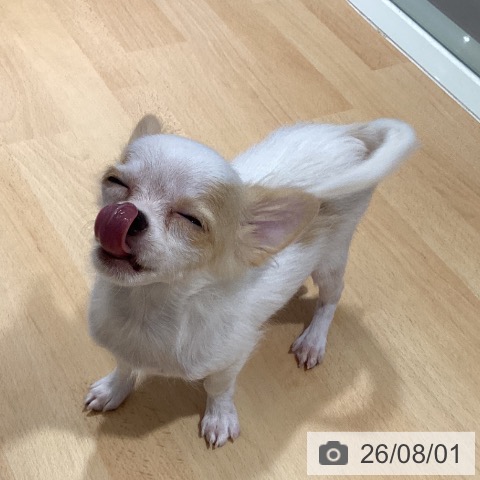 チワワの写真