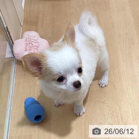 チワワの写真
