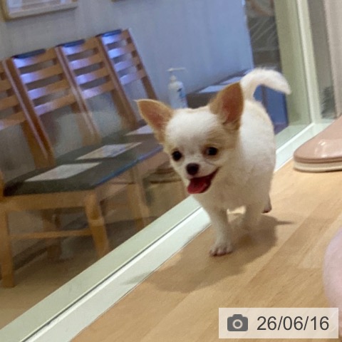 チワワの写真