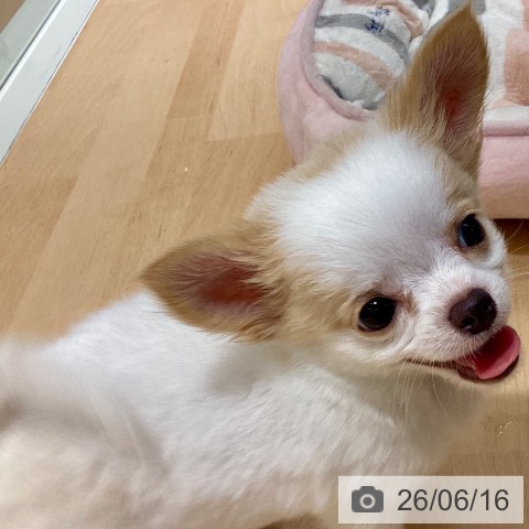 チワワの写真