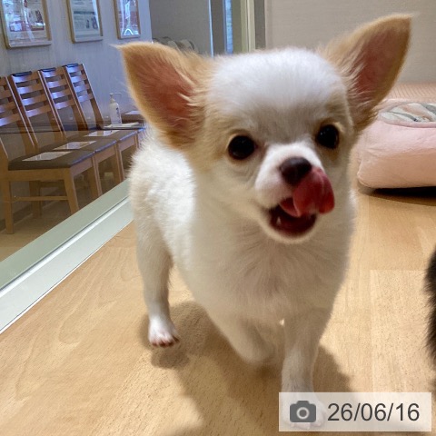 チワワの写真