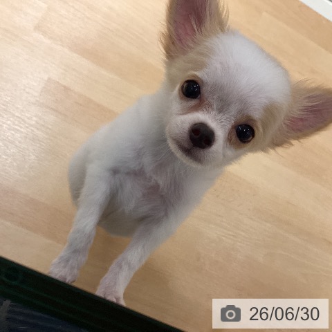 チワワの写真