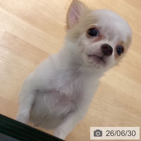 チワワの写真