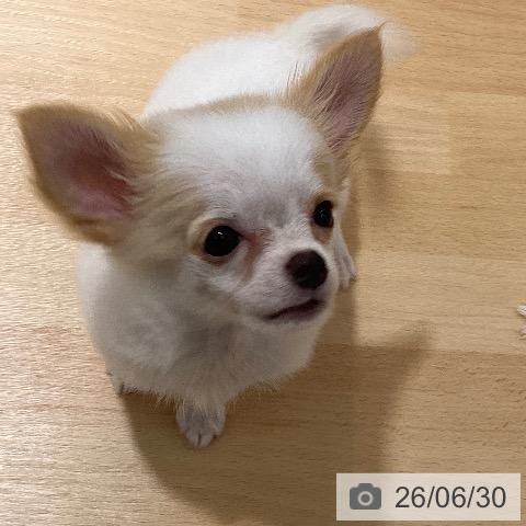 チワワの写真