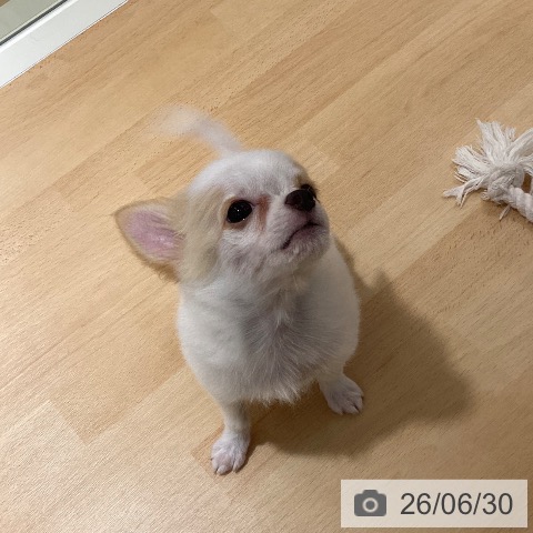 チワワの写真