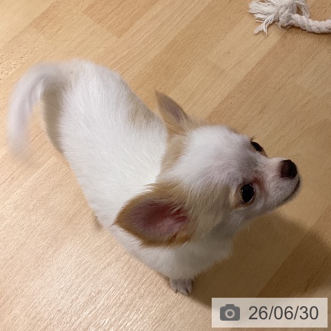 チワワの写真