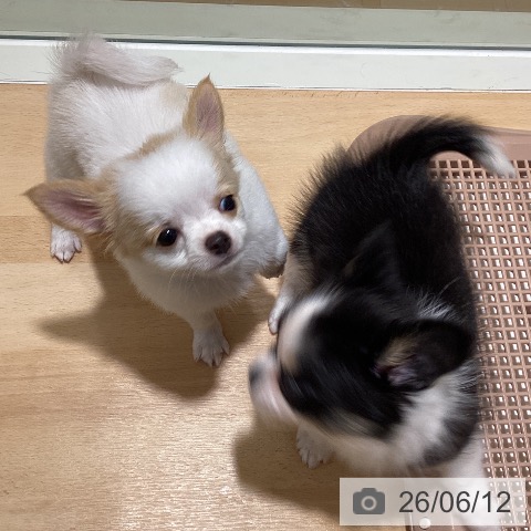 チワワの写真
