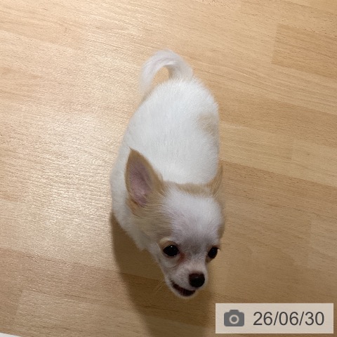 チワワの写真
