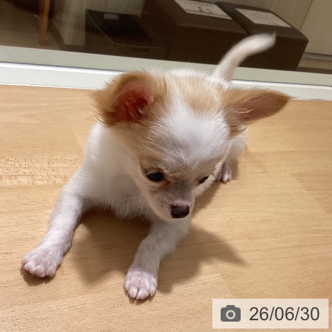 チワワの写真