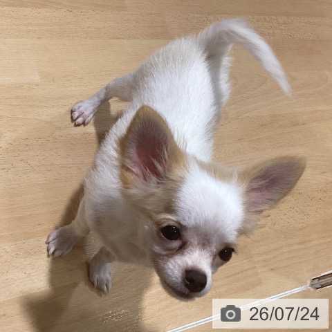 チワワの写真
