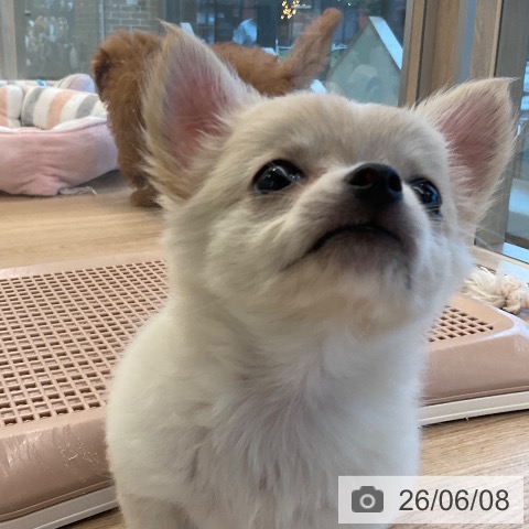チワワの写真