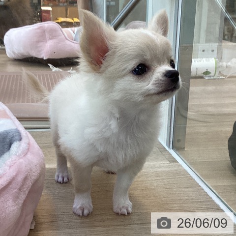チワワの写真