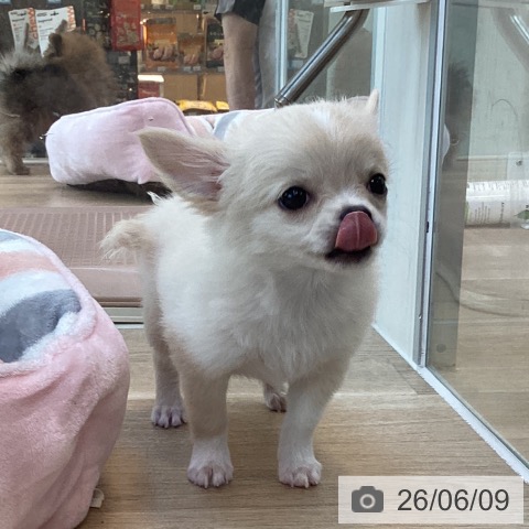 チワワの写真