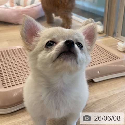 チワワの写真