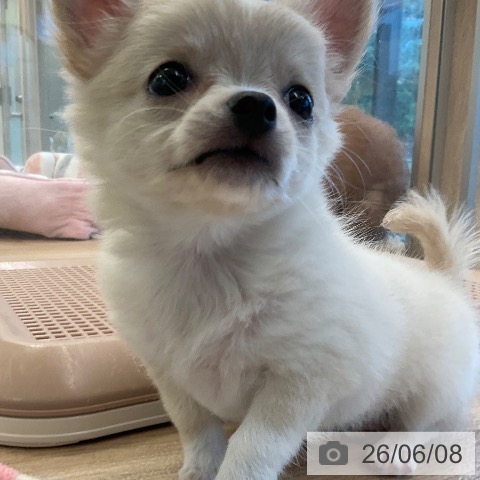 チワワの写真
