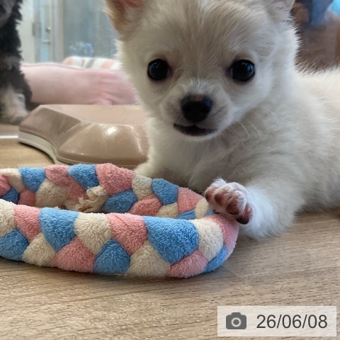 チワワの写真
