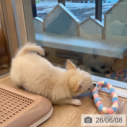 チワワの写真