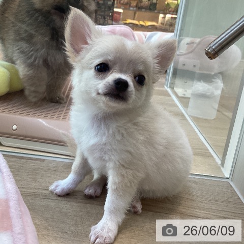 チワワの写真