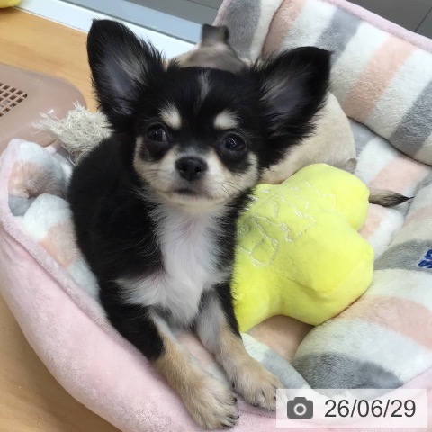 熊本県のチワワ(ロング) (ペットプラス 熊本店/2026年4月9日生まれ/男の子/ブラックタンホワイト)の子犬の4枚目の画像