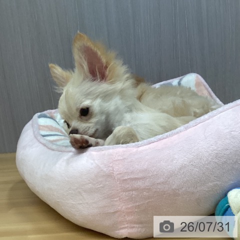 チワワの写真