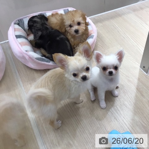沖縄県のチワワ(ロング) (ペットプラス 沖縄ライカム店/2026年4月9日生まれ/男の子/クリーム)の子犬の3枚目の画像
